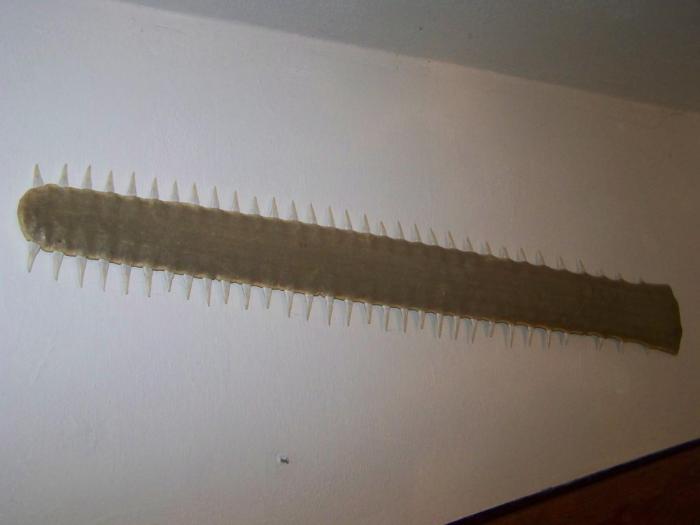 foto k příspěvku  od Kesam