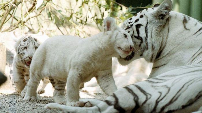 foto k příspěvku  od Kesam