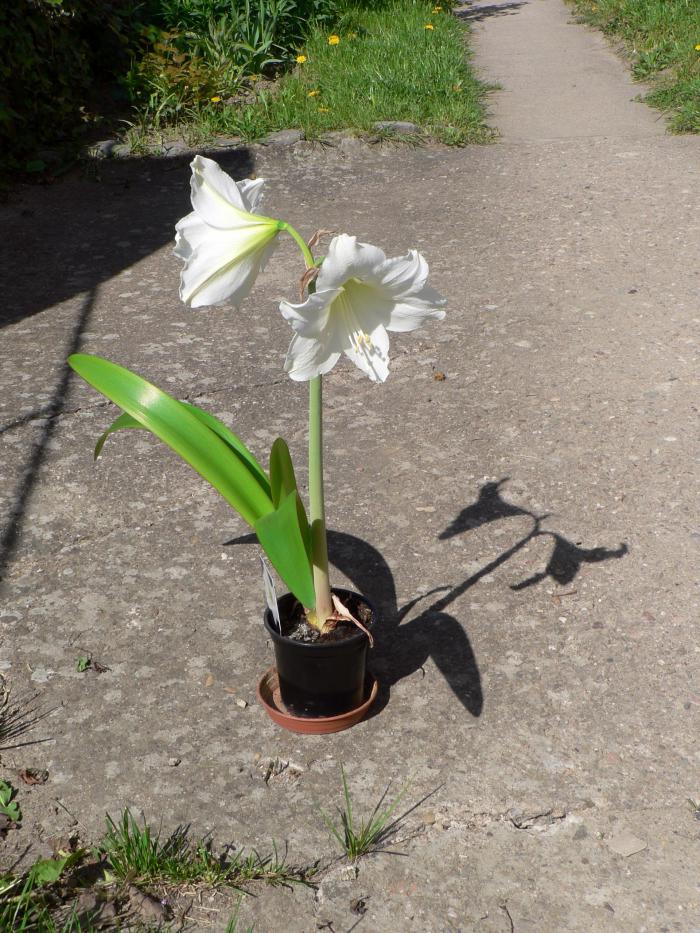 foto k příspěvku  od Route88