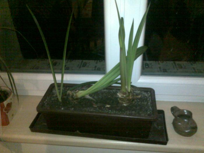 foto k příspěvku  od Only_One