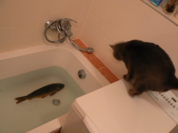 foto k příspěvku  od Milhauzz