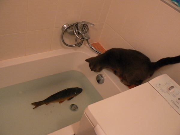 foto k příspěvku  od Milhauzz