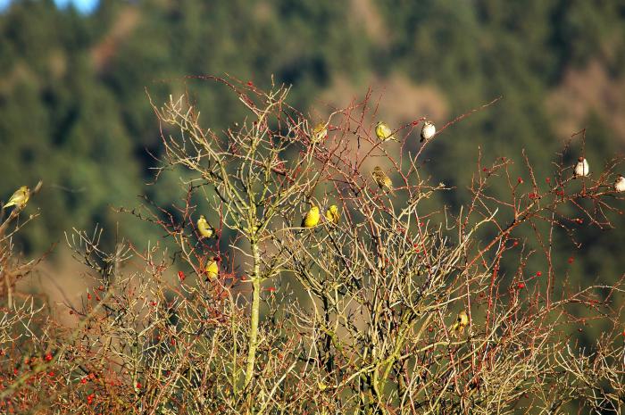 foto k příspěvku  od Zdeny60