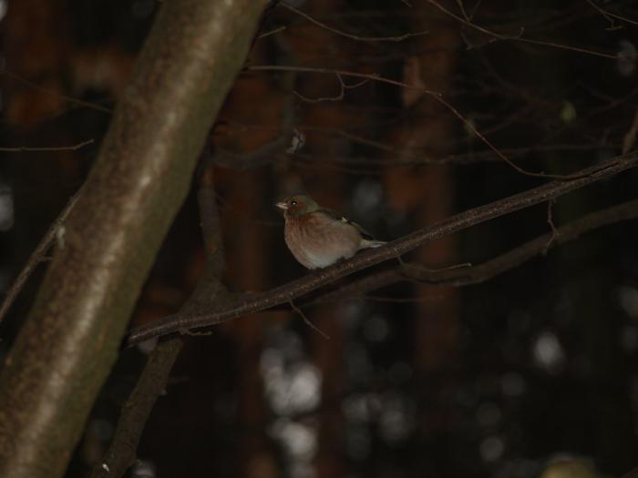 foto k příspěvku  od ruffrider