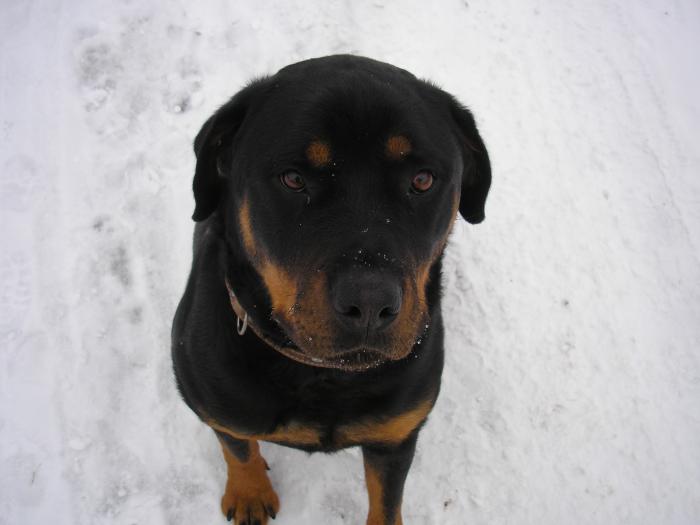 foto k příspěvku  od Petura