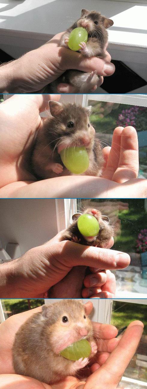 foto k příspěvku  od Thullo