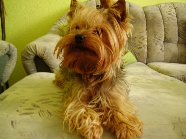 foto k příspěvku  od Mafian25