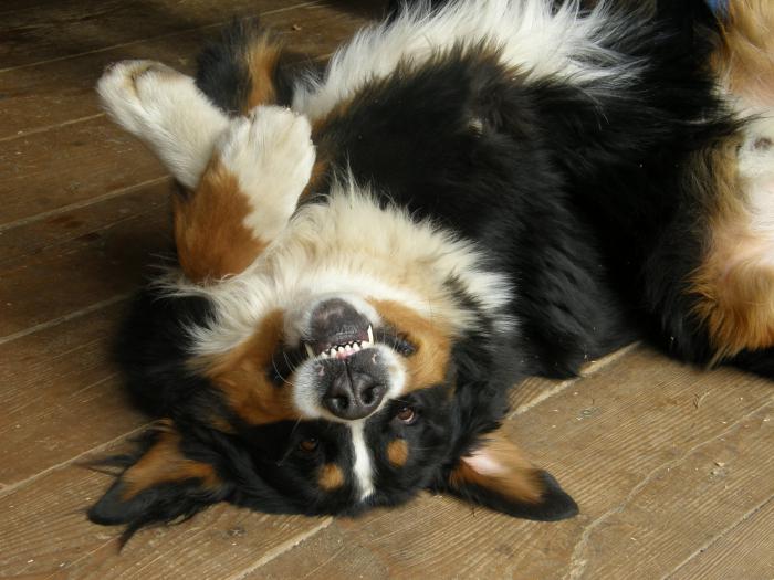 foto k příspěvku  od ibizman