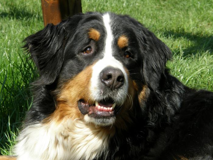 foto k příspěvku  od ibizman