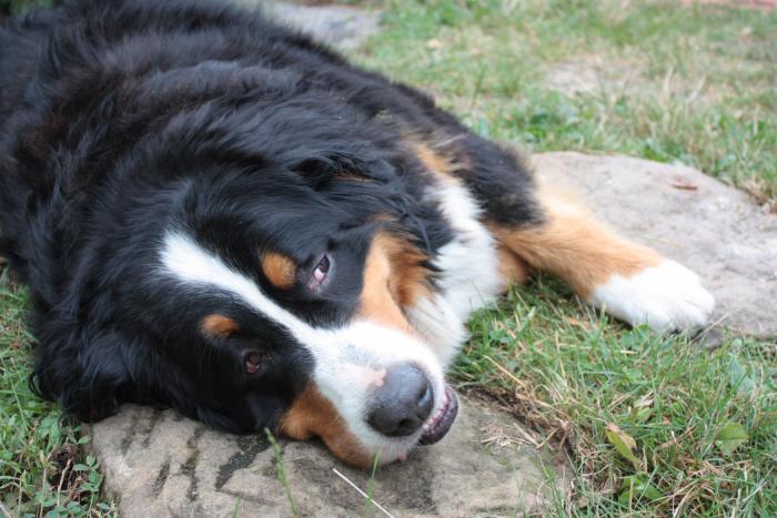 foto k příspěvku  od ibizman