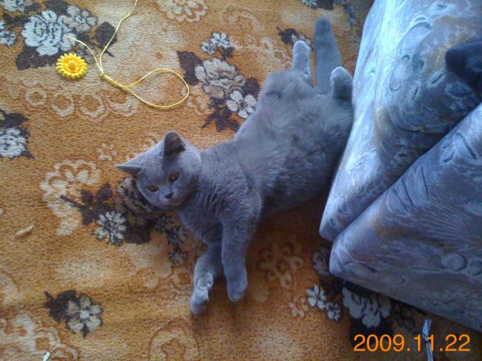 foto k příspěvku  od Knightey-