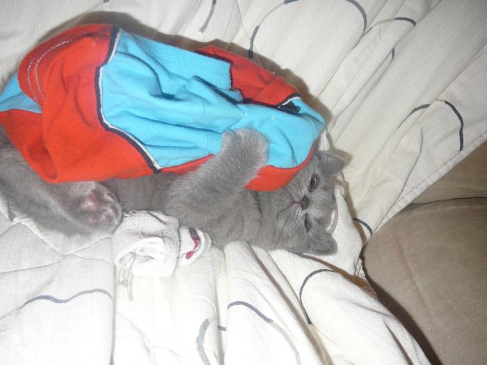 foto k příspěvku  od Mika