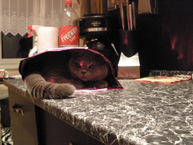 foto k příspěvku  od cendler