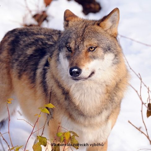 foto k příspěvku  od Crimson