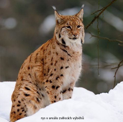 foto k příspěvku  od Crimson