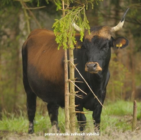 foto k příspěvku  od Crimson