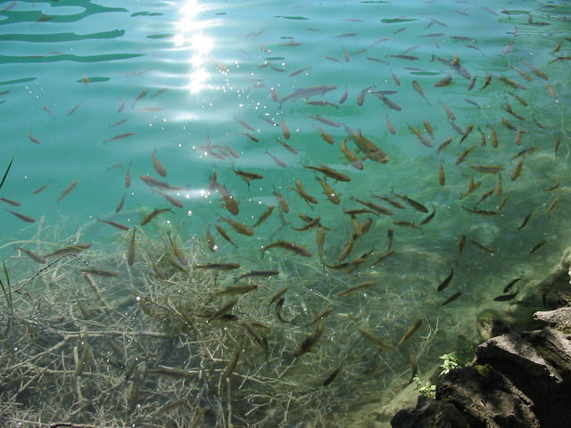 Chorvatsko 2006