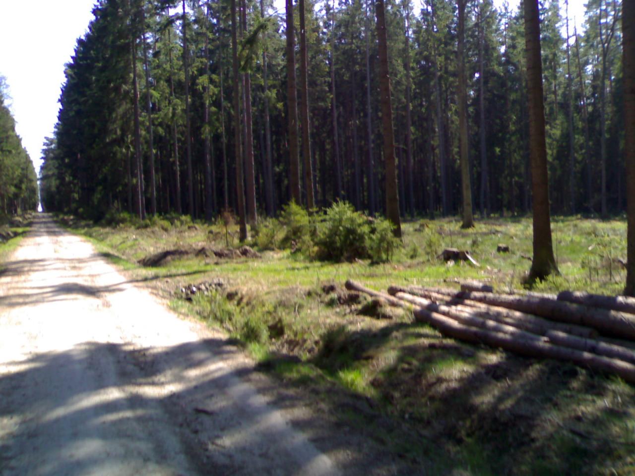 Budějice a lesy